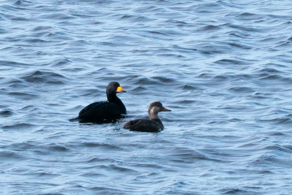Black Scoter - ML652732806