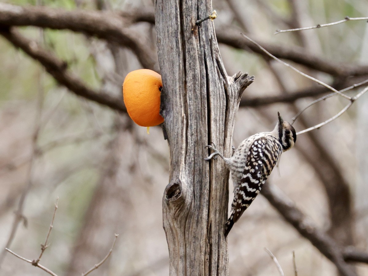 strakapoud proužkohřbetý - ML652733020