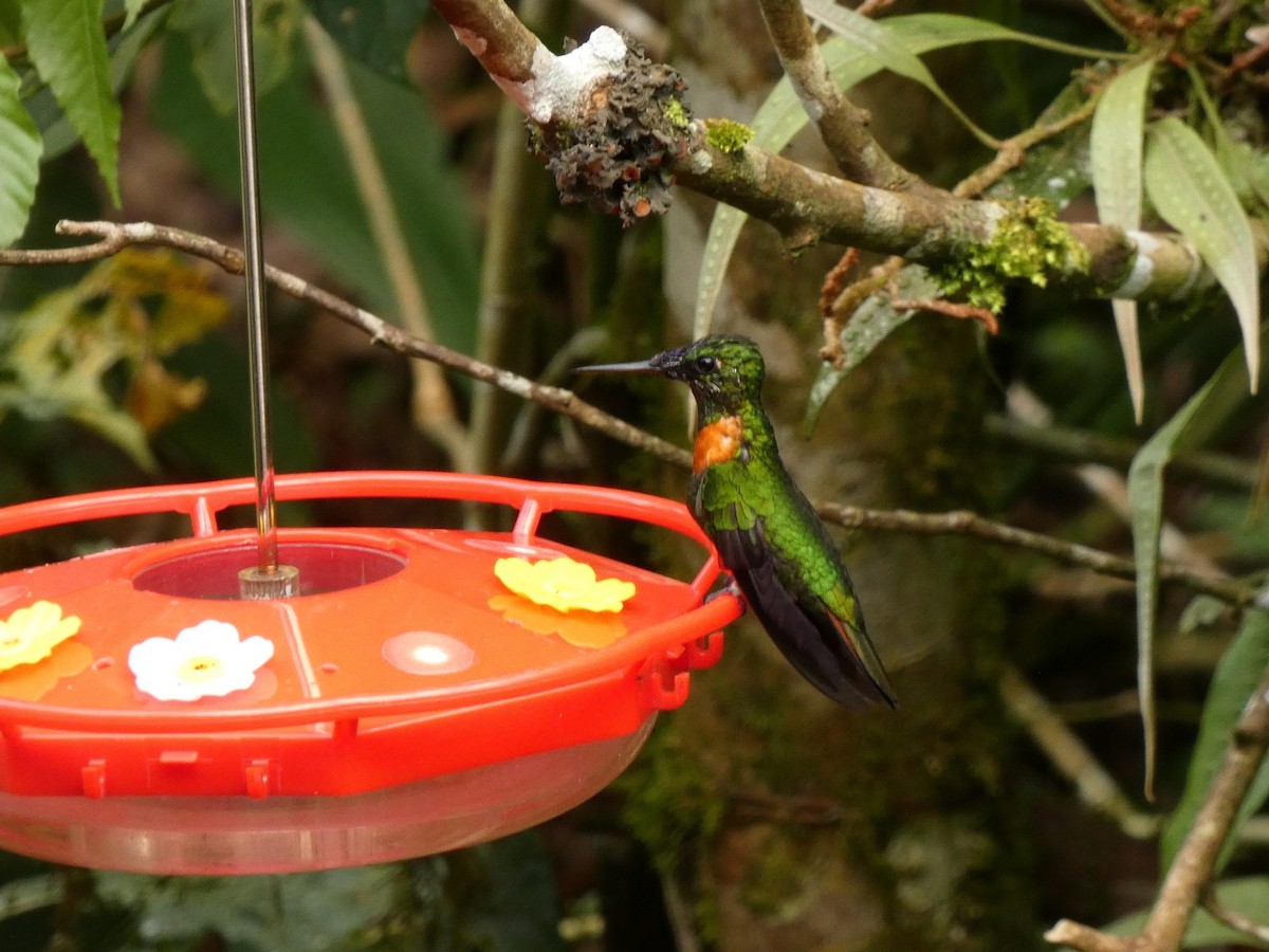 Kestane Karınlı Pırıltı - ML652733025