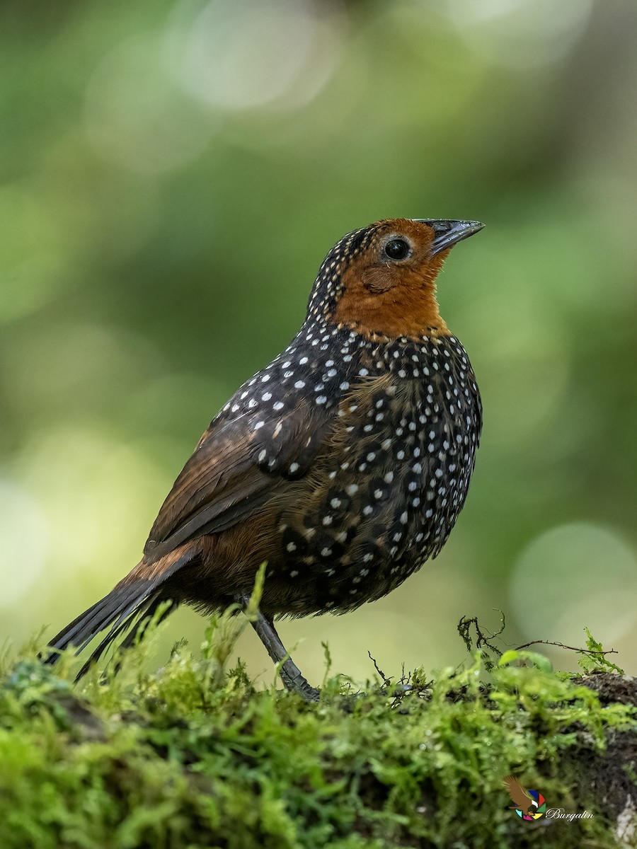 Ocellated Tapaculo - ML652733060