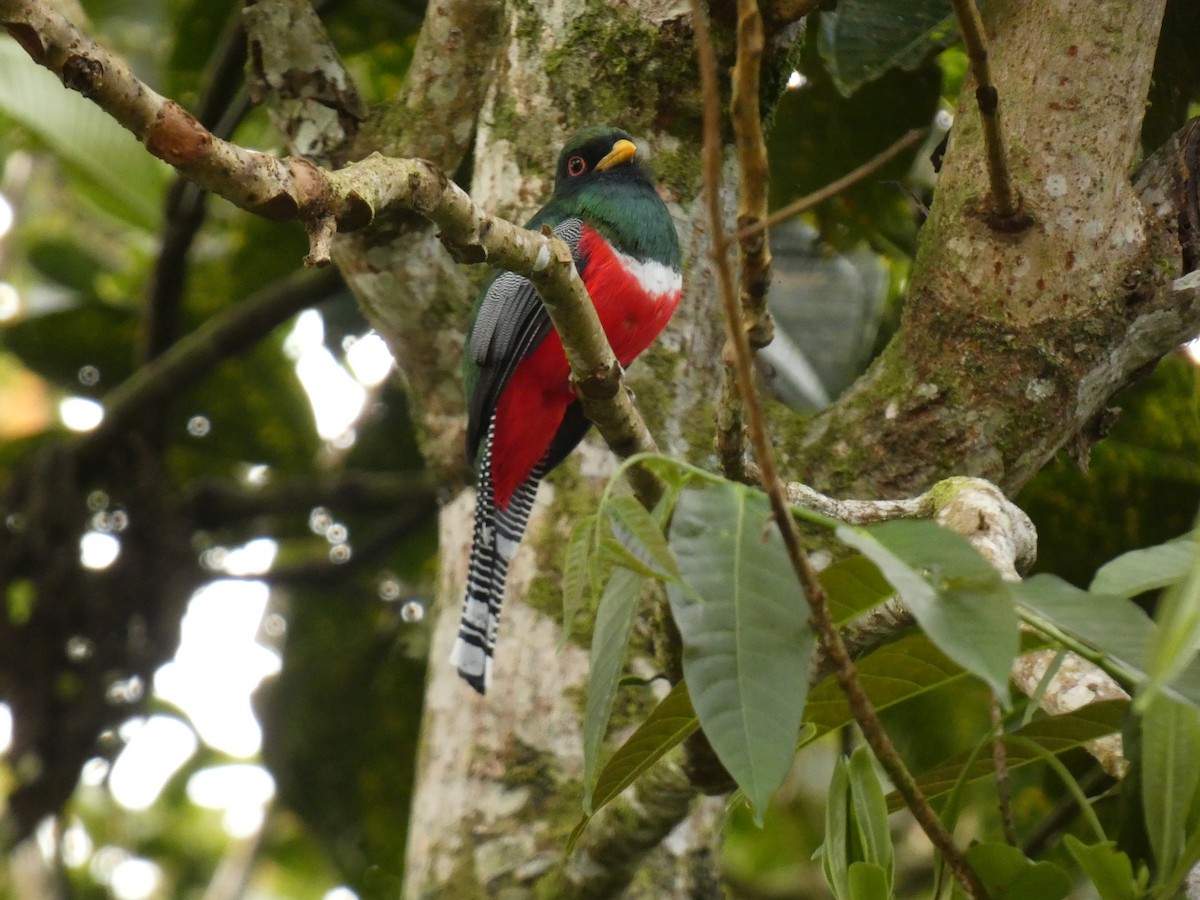 Halkalı Trogon - ML652733077