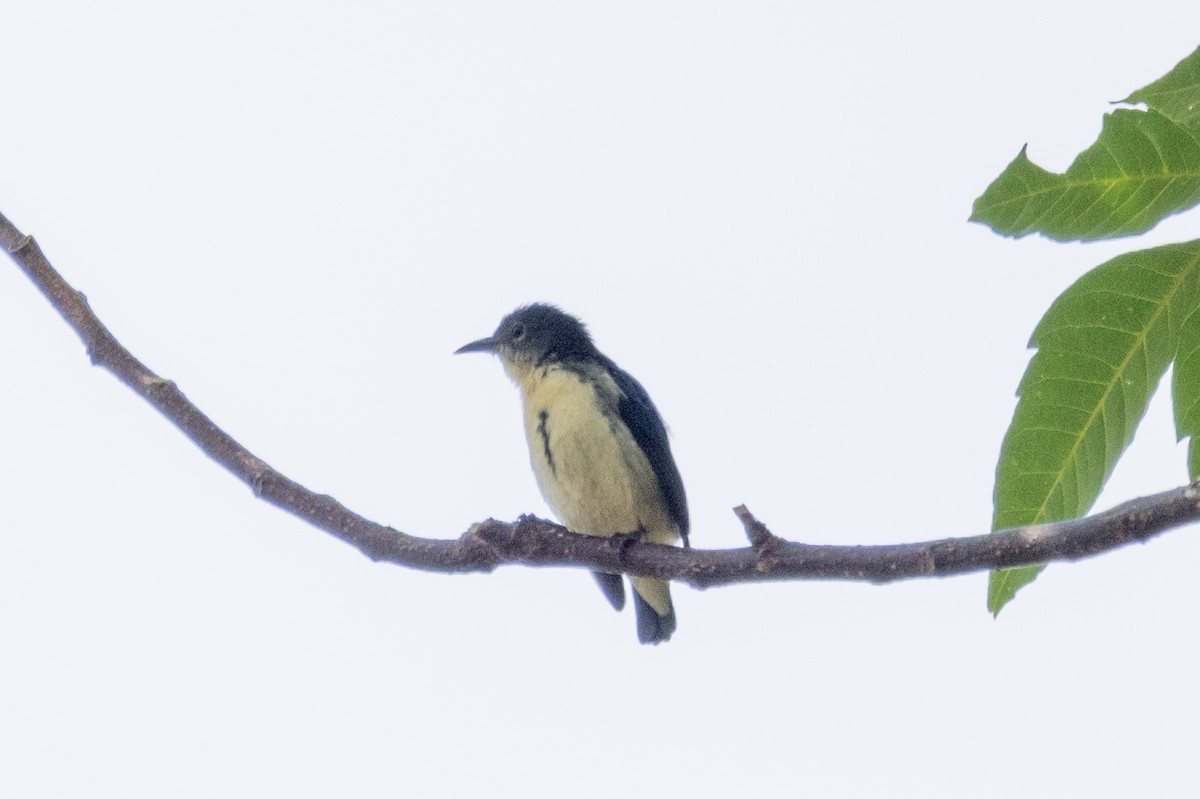 Cambodian Flowerpecker - ML652733097