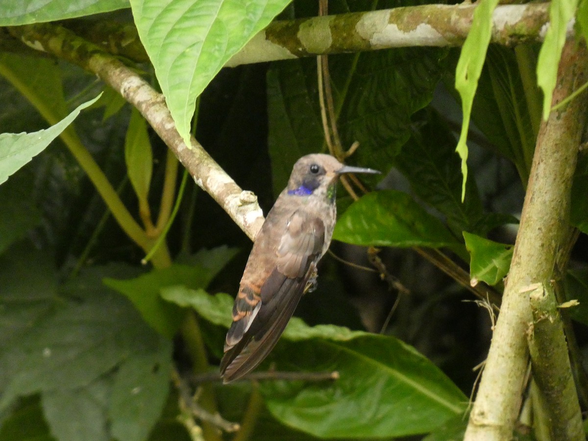 Boz Morkulak - ML652733113