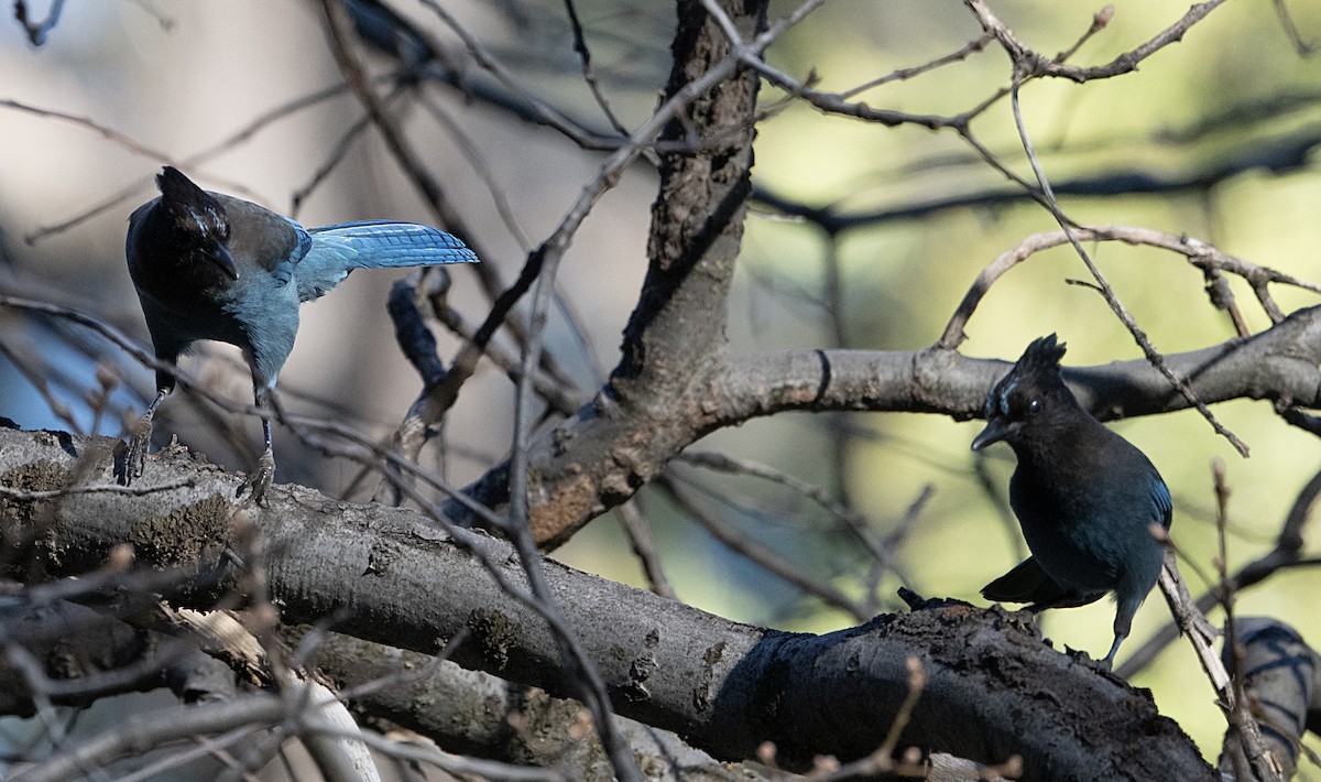 Steller's Jay - ML652733117