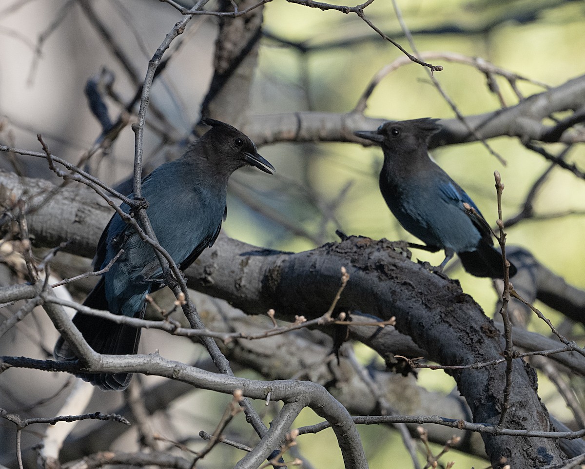 Steller's Jay - ML652733118
