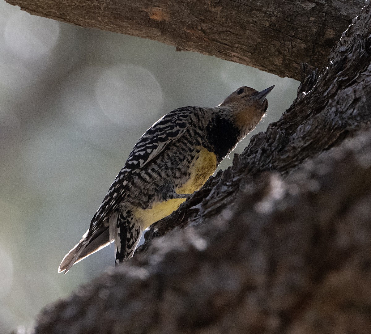 Williamson's Sapsucker - ML652733145