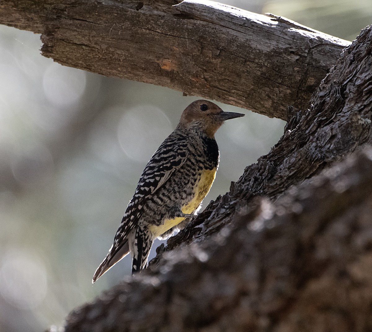 Williamson's Sapsucker - ML652733147