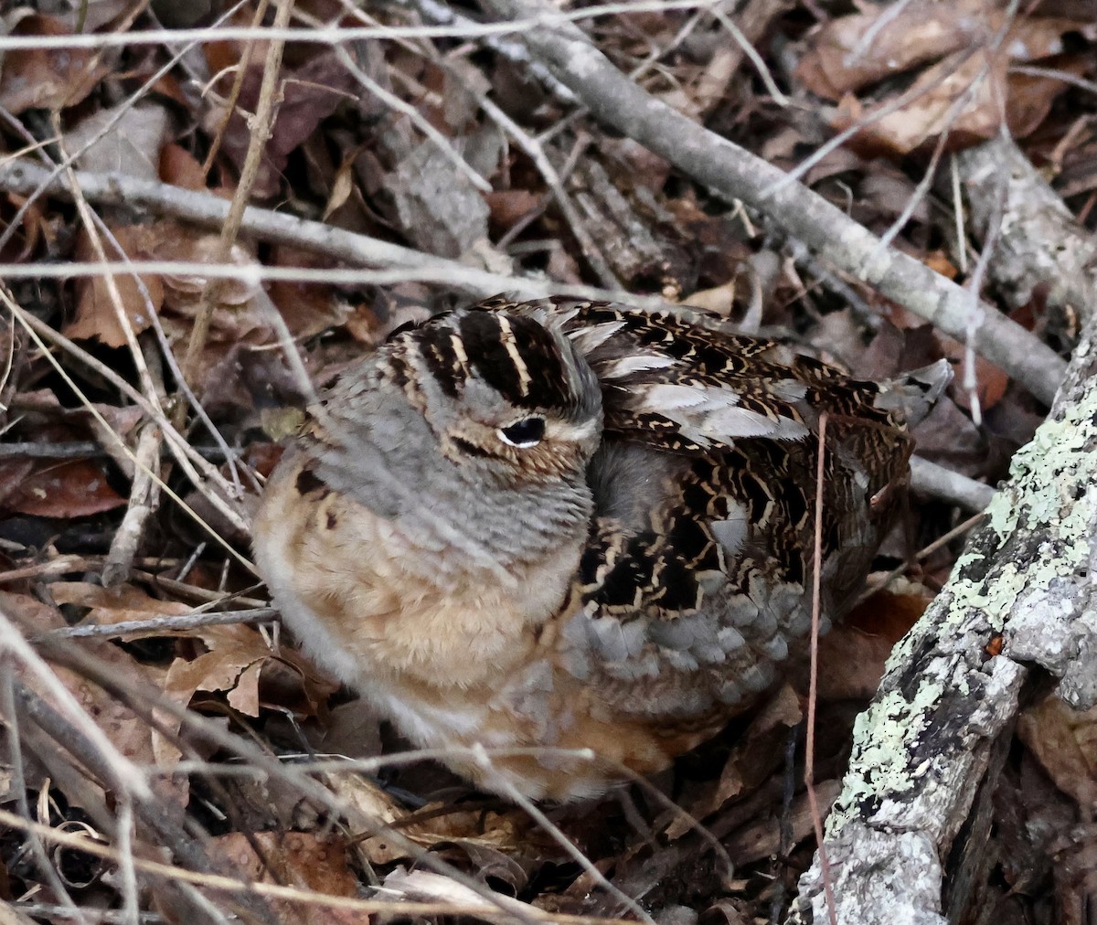 American Woodcock - ML652733210