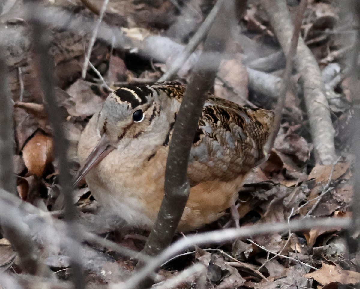 American Woodcock - ML652733214