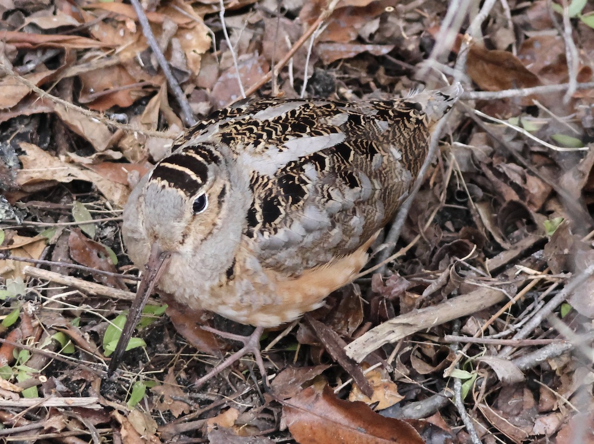 American Woodcock - ML652733215
