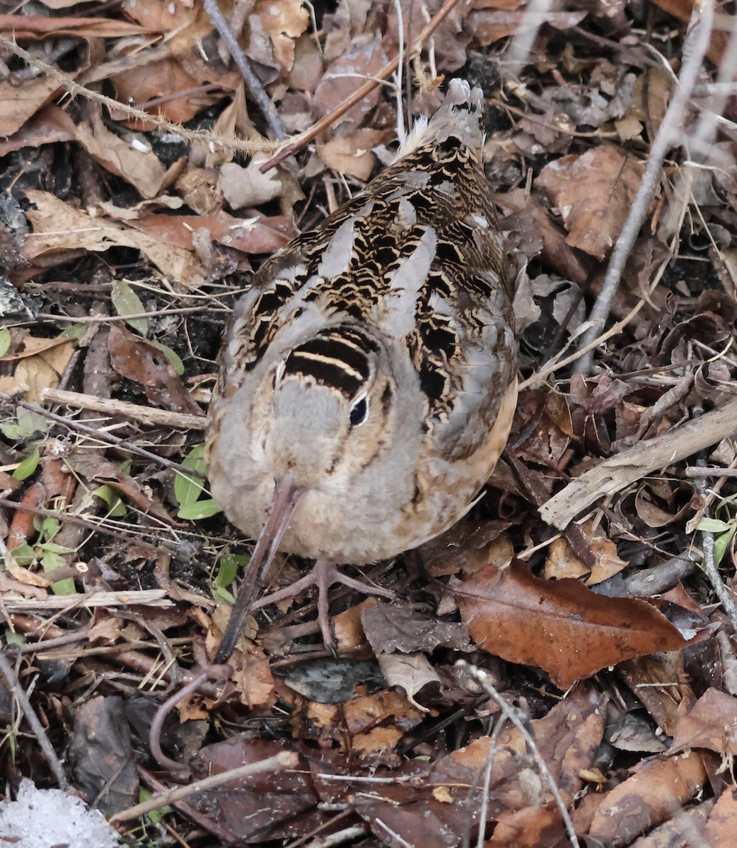 American Woodcock - ML652733217