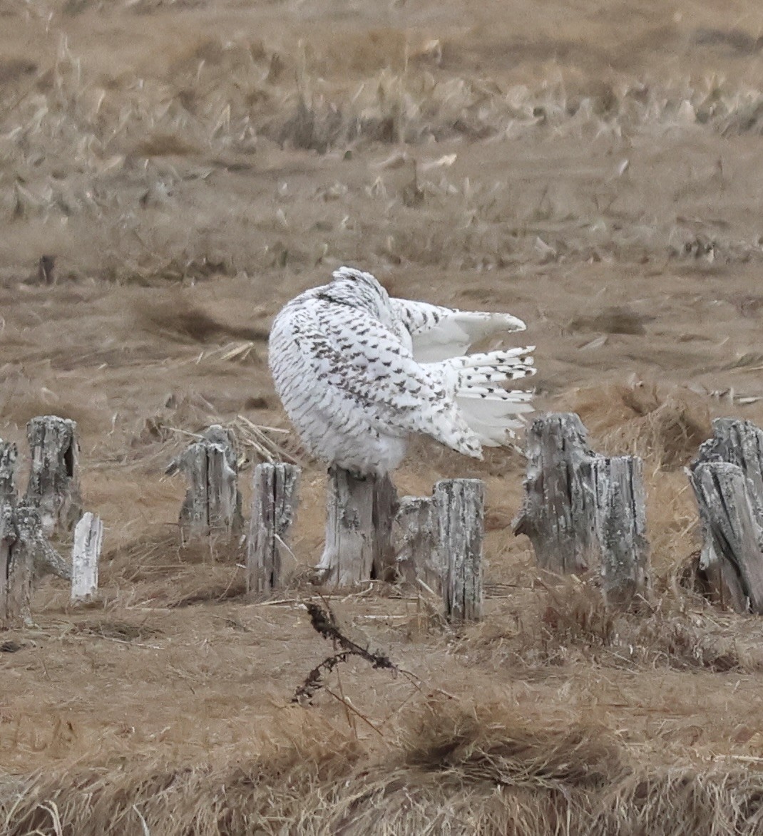 Цэвдгийн ууль - ML652733227