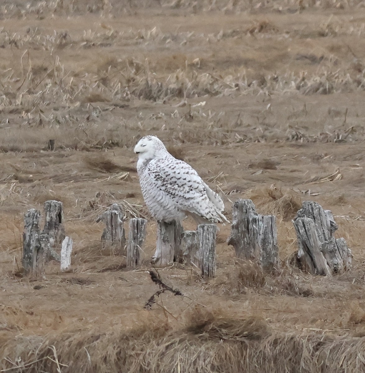 Цэвдгийн ууль - ML652733234