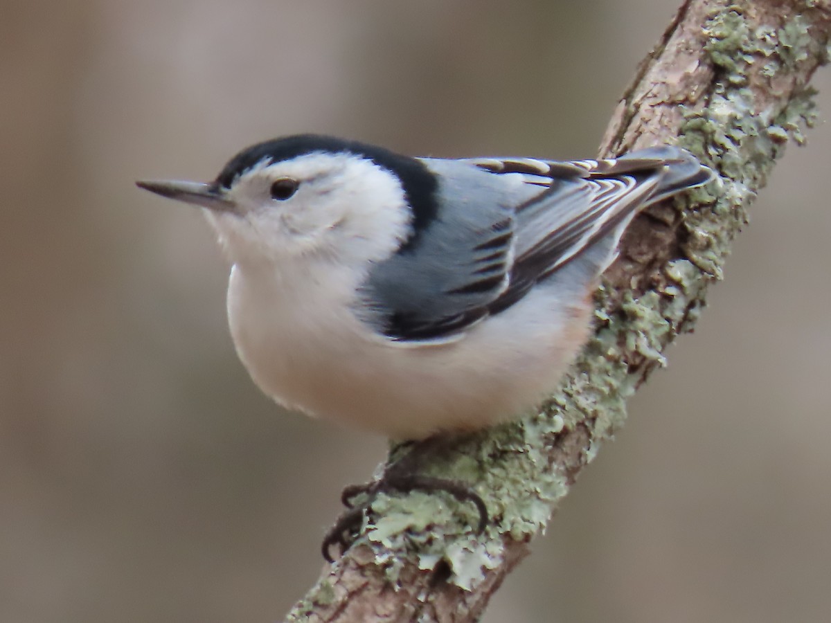 White-breasted Nuthatch - ML652733352