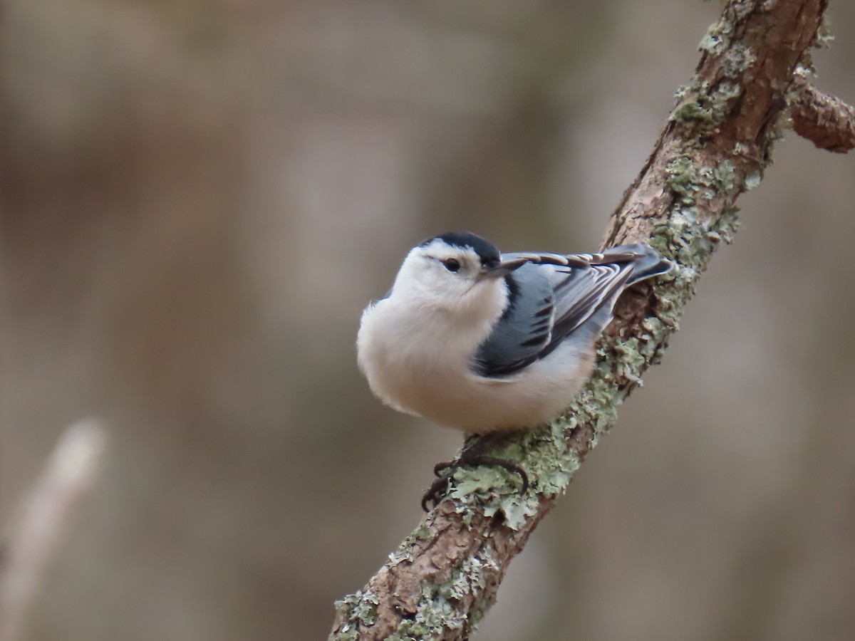 White-breasted Nuthatch - ML652733353