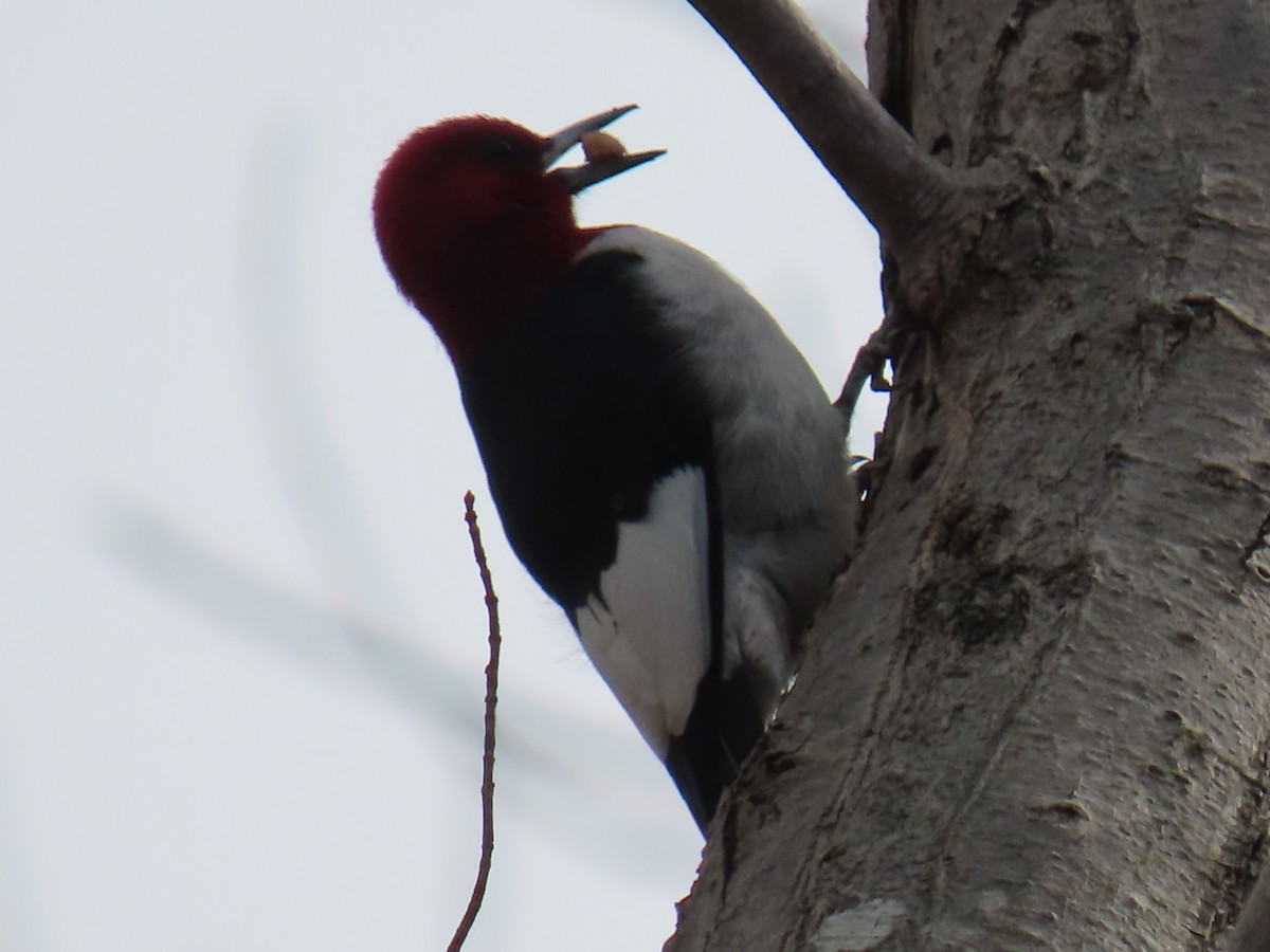 Red-headed Woodpecker - ML652733560
