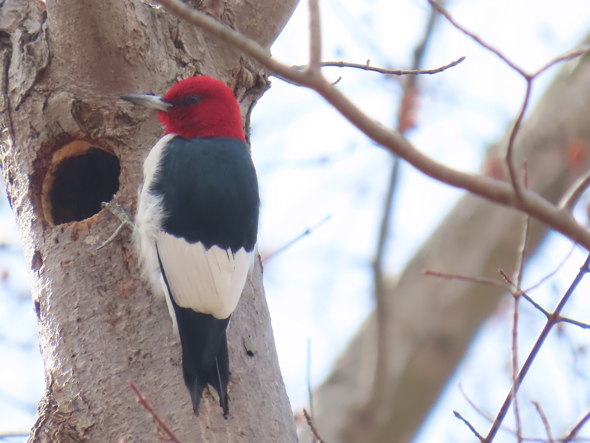Red-headed Woodpecker - ML652733561