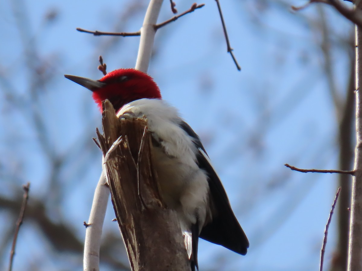 Red-headed Woodpecker - ML652733562