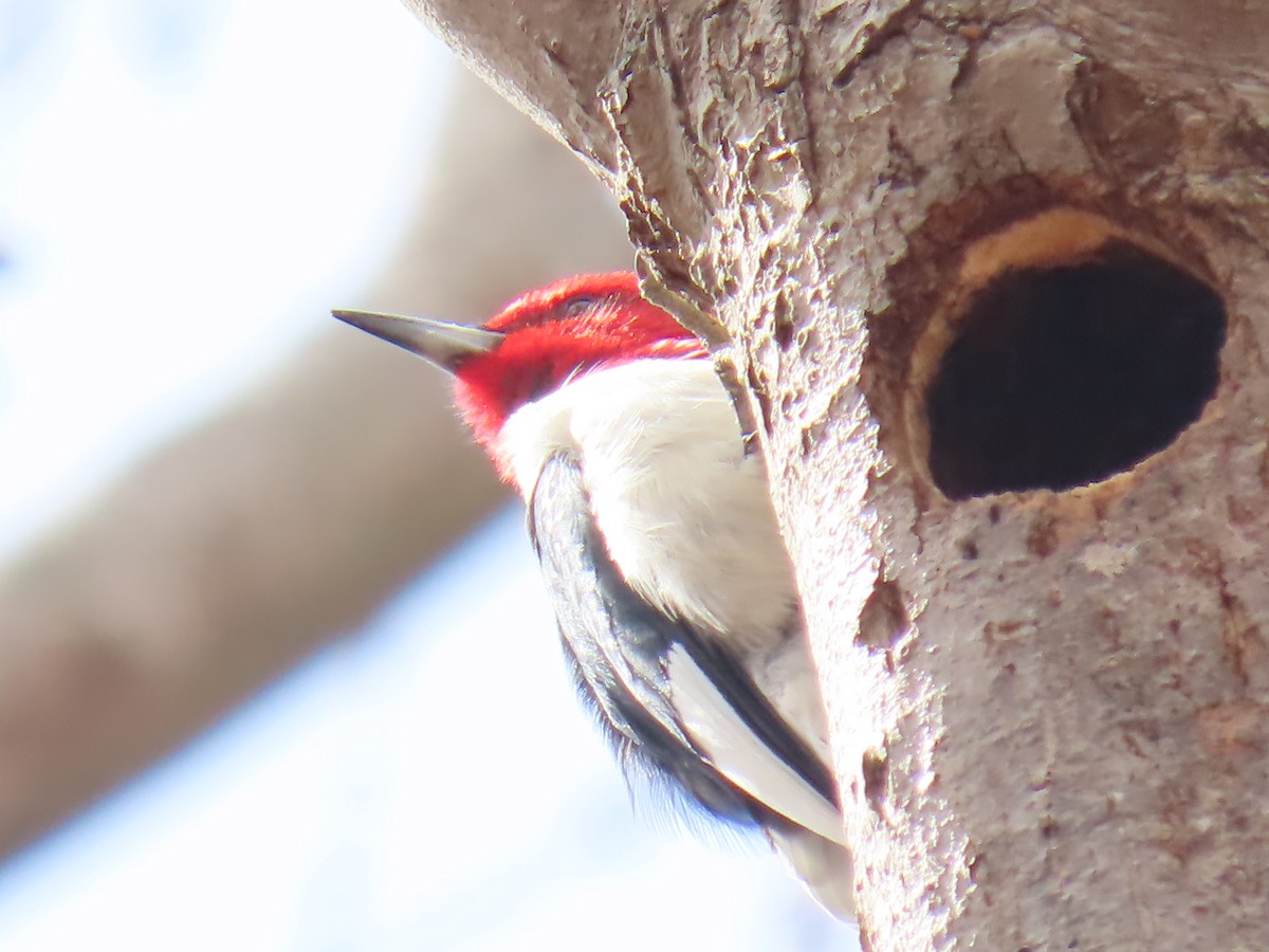Red-headed Woodpecker - ML652733563