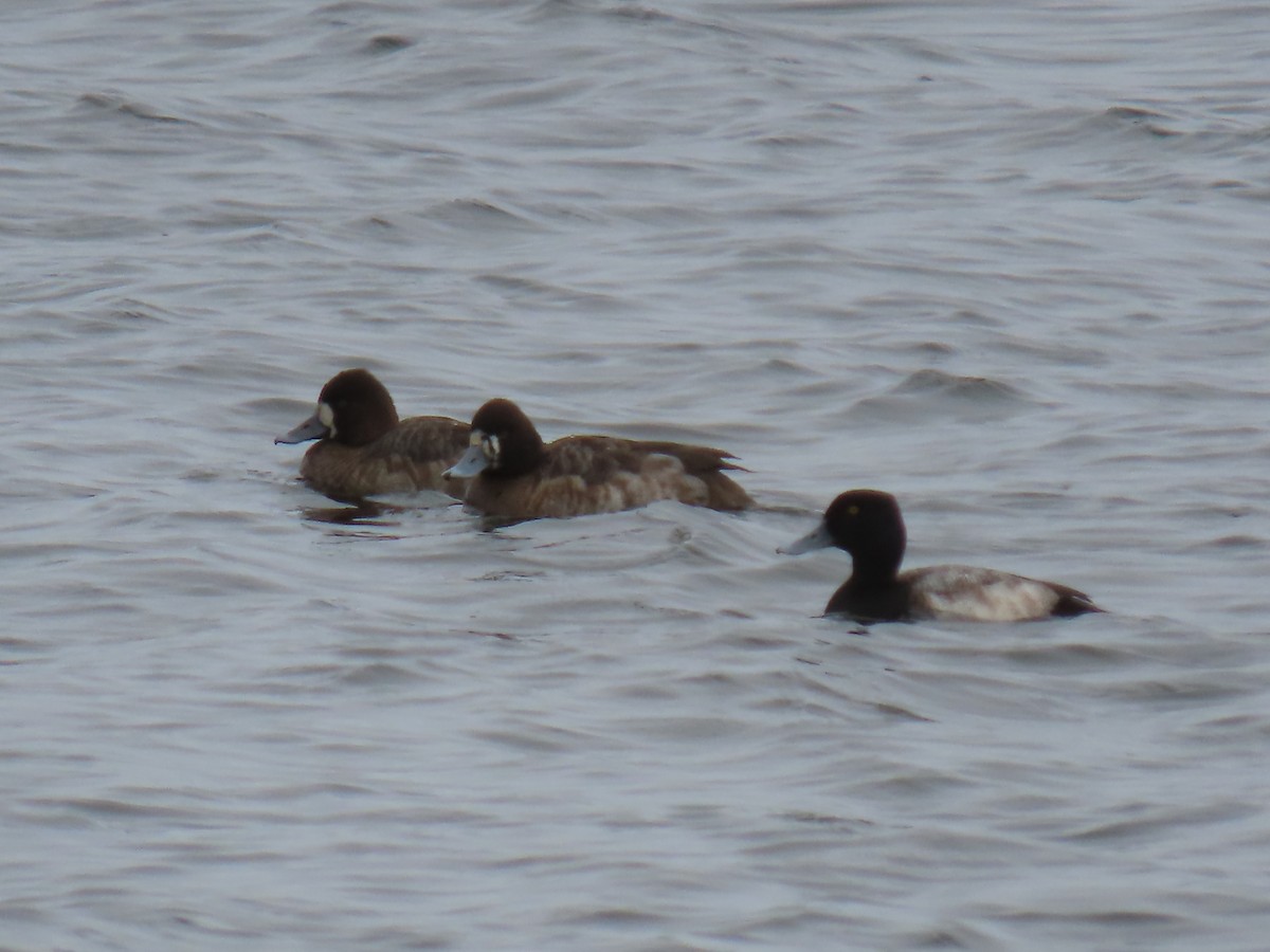 Lesser Scaup - ML652733621