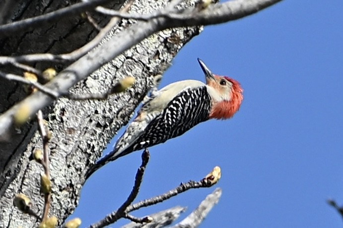 Red-bellied Woodpecker - ML652733829