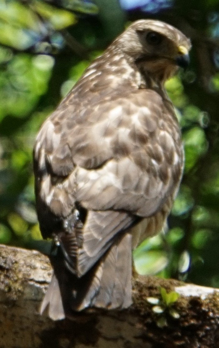Broad-winged Hawk - ML652733843