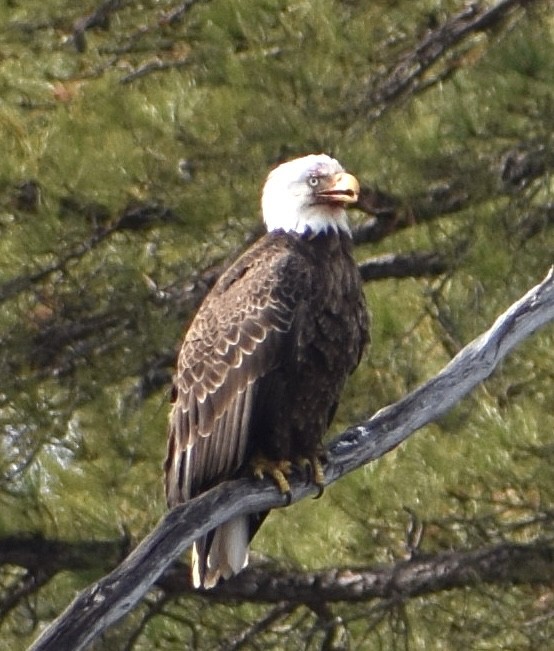 Bald Eagle - ML652734232