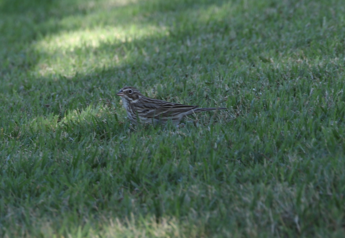 Vesper Sparrow - ML652734327