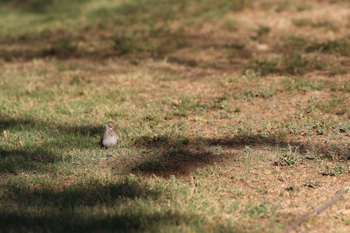 Vesper Sparrow - ML652734337