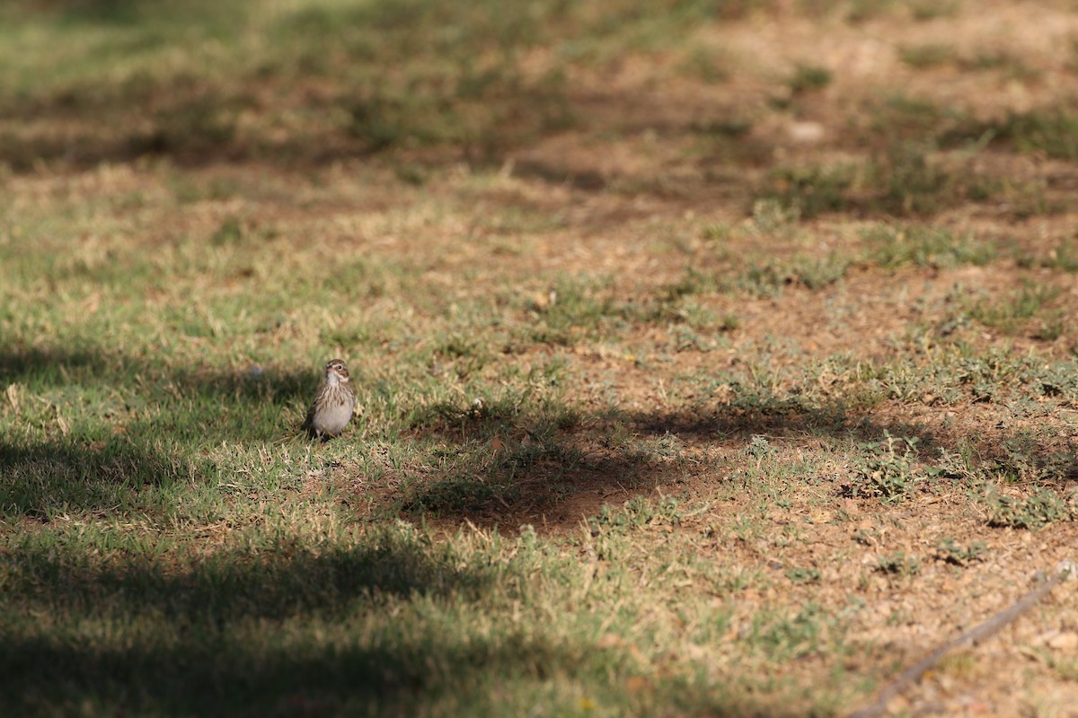 Vesper Sparrow - ML652734338