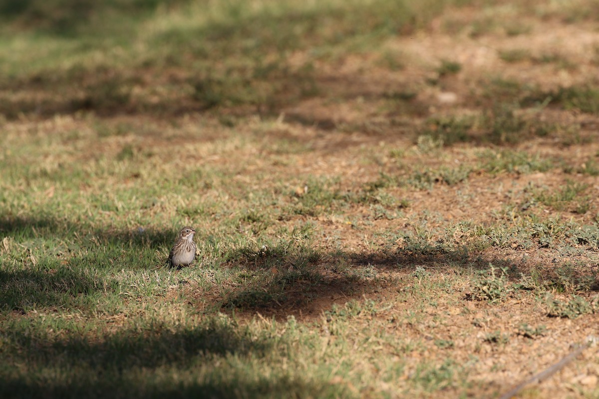Vesper Sparrow - ML652734339
