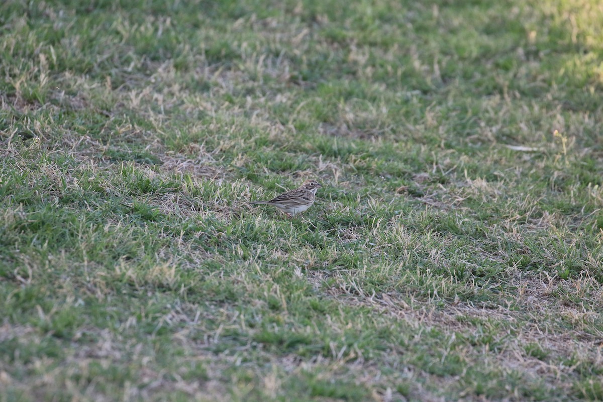 Vesper Sparrow - ML652734340