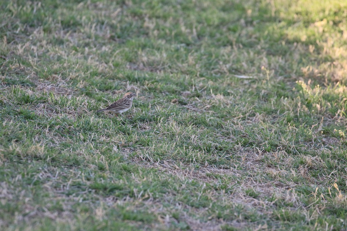 Vesper Sparrow - ML652734341