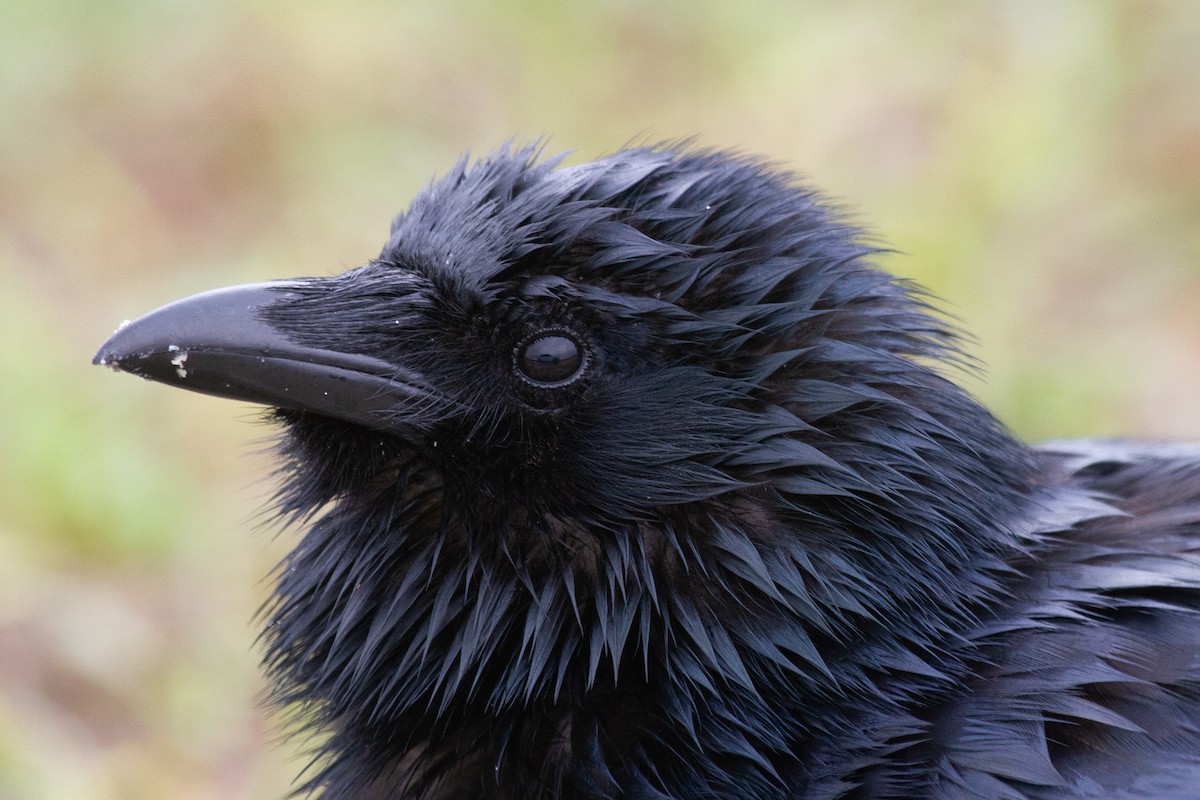 Fish Crow - ML652734463