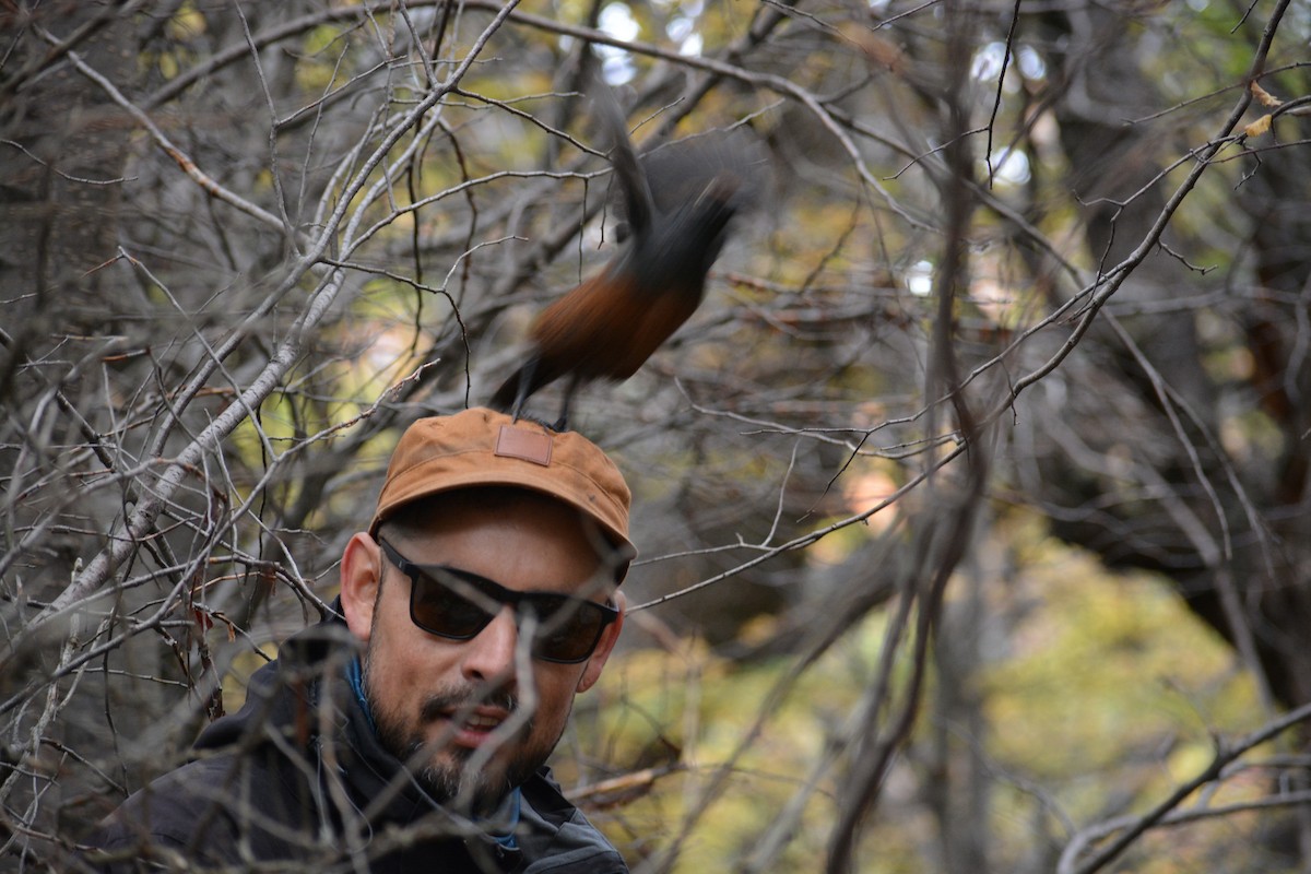 Black-throated Huet-huet - ML652734471