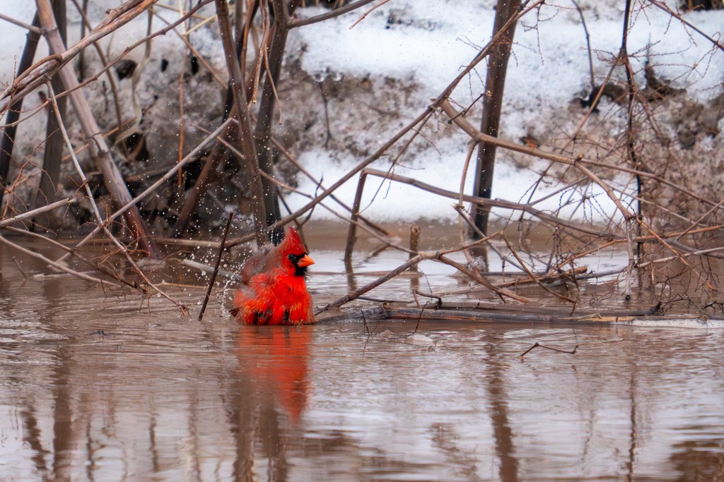 Northern Cardinal - ML652734761
