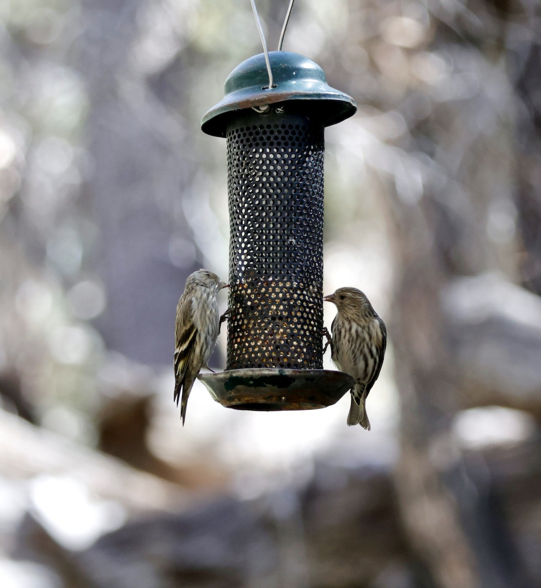 Pine Siskin - ML652734762