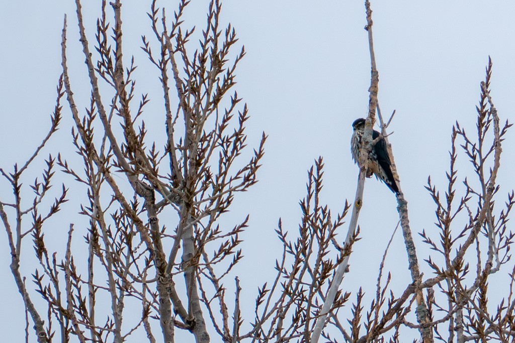 Smeriglio - ML652734767