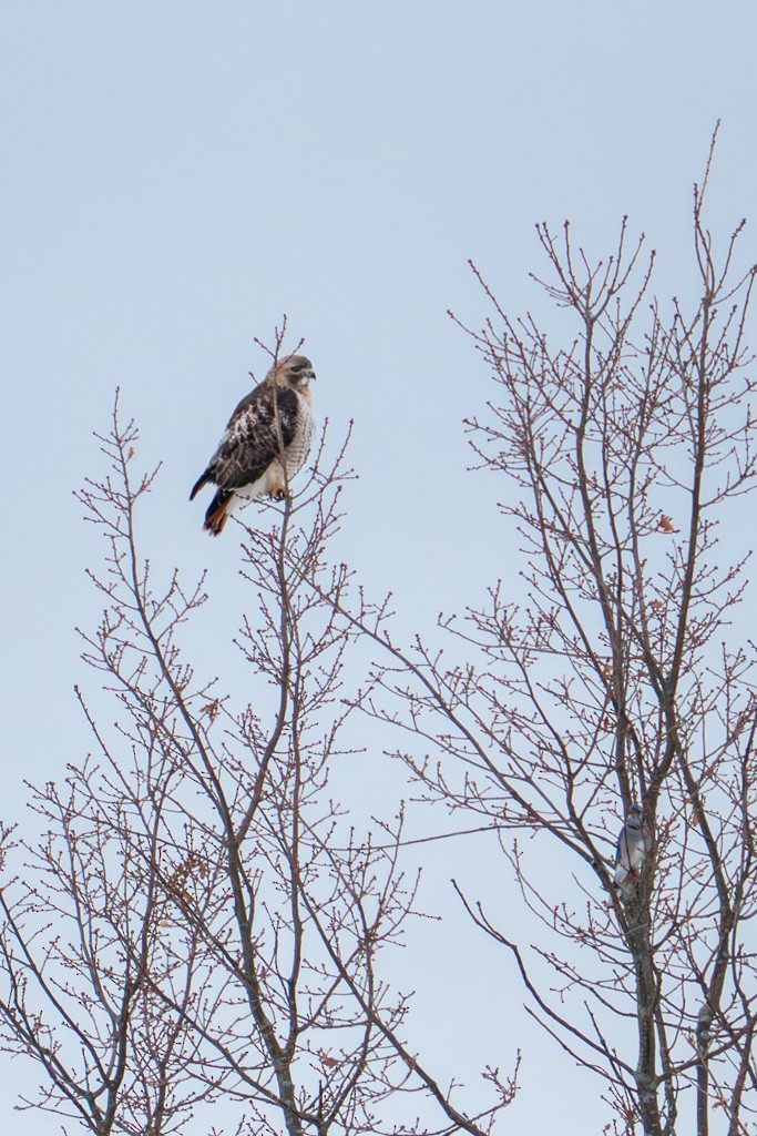 Poiana codarossa - ML652734804