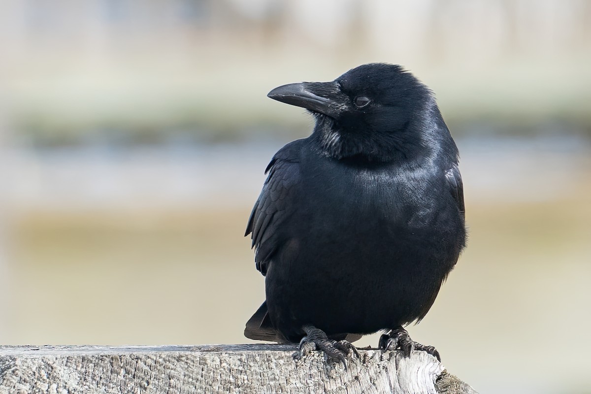 Fish Crow - ML652734824