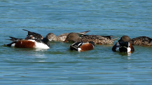 lžičák pestrý - ML652735011