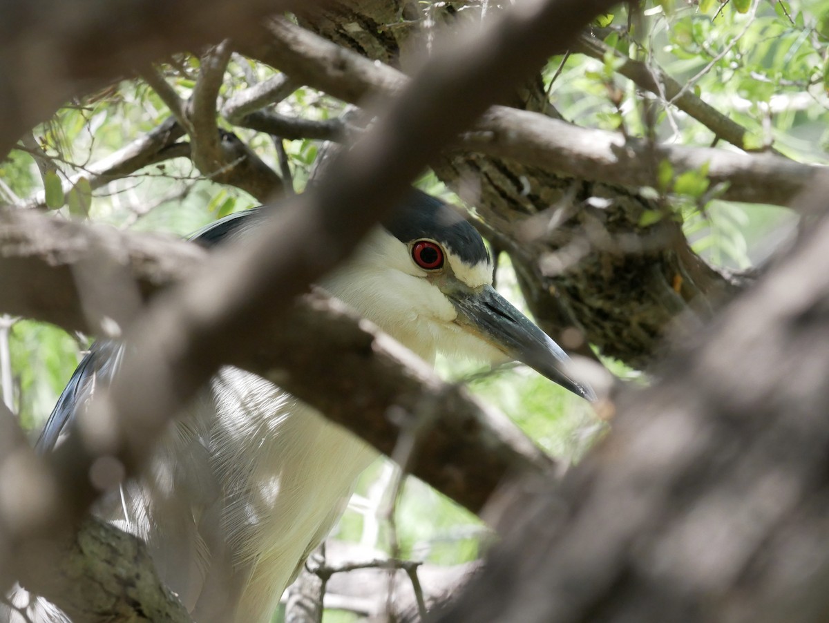 夜鷺 - ML652735206