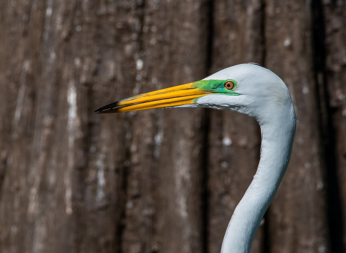 Koartza zuria - ML652735404