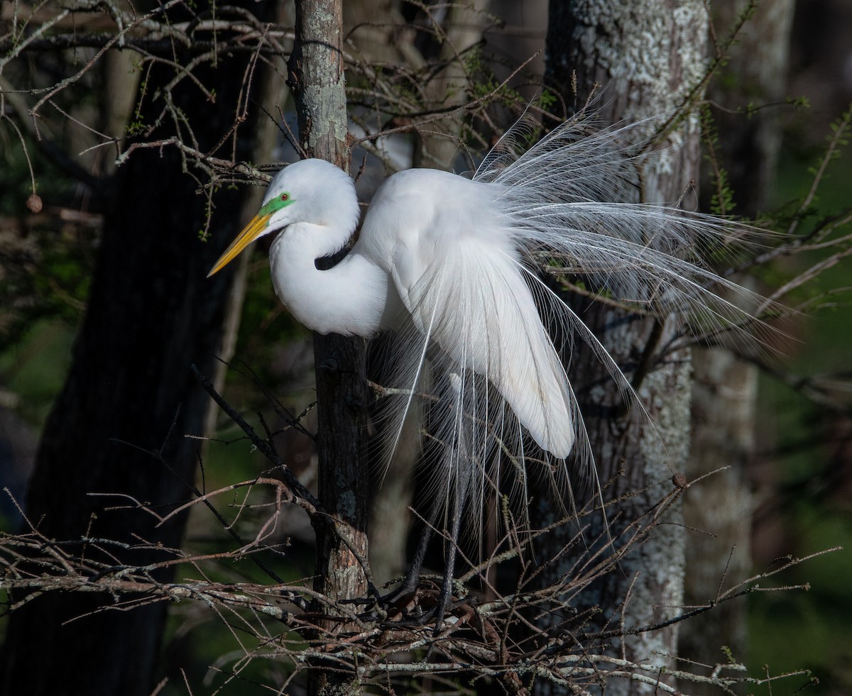 Koartza zuria - ML652735405