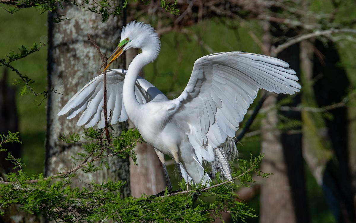 Koartza zuria - ML652735406