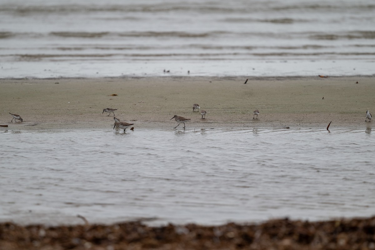 Txirri arrunta - ML652735427