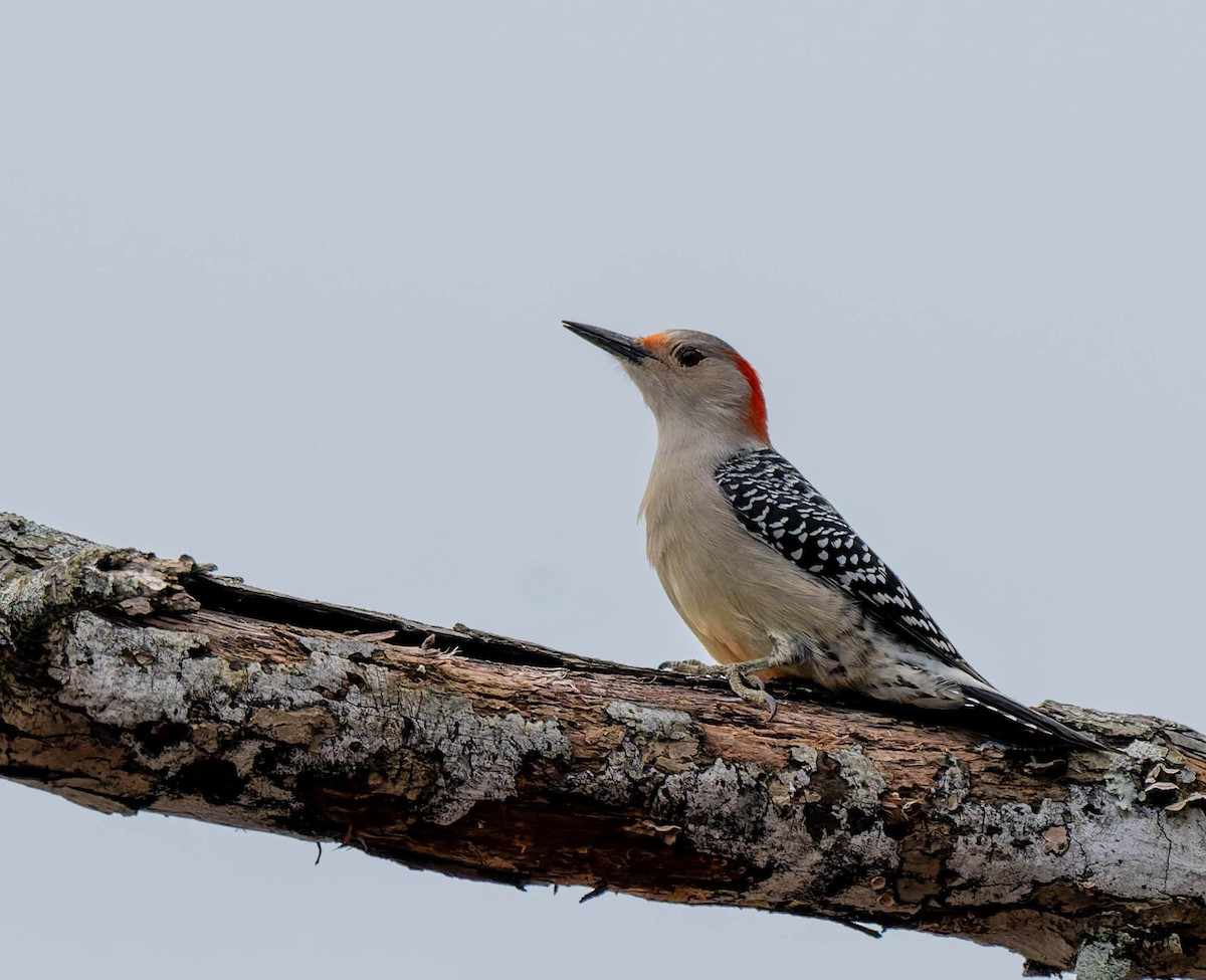 Red-bellied Woodpecker - ML652735485
