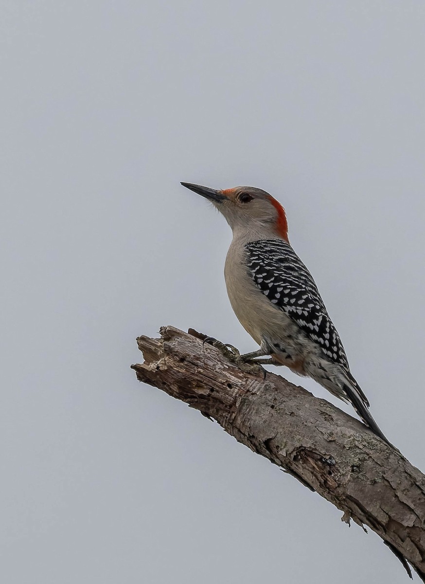 Red-bellied Woodpecker - ML652735491