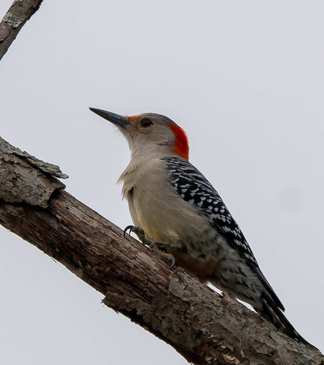 Red-bellied Woodpecker - ML652735504