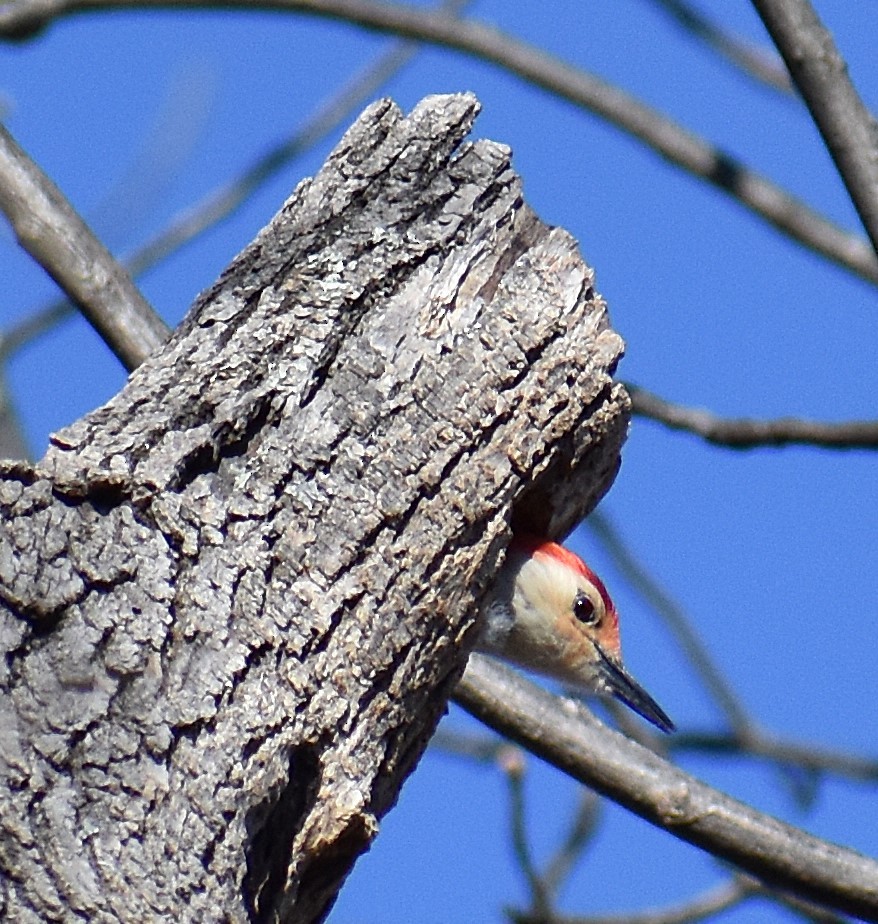 Red-bellied Woodpecker - ML652735643
